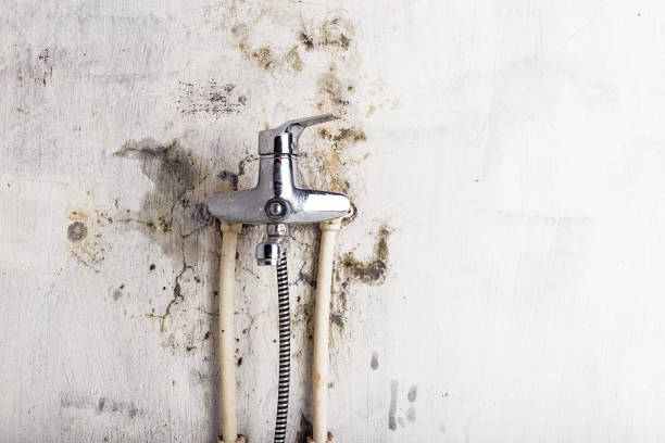 Best Home Mold Removal  in Paul, ID
