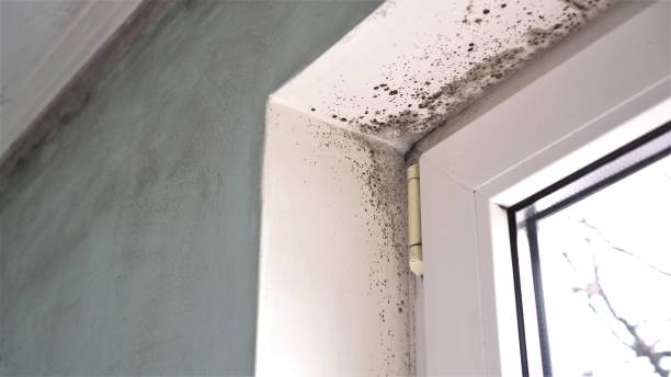 Paul, ID Mold Removal Company