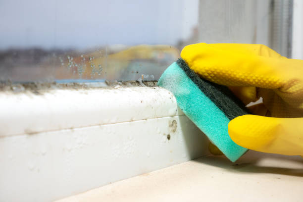 Best Mold Damage Repair  in Paul, ID