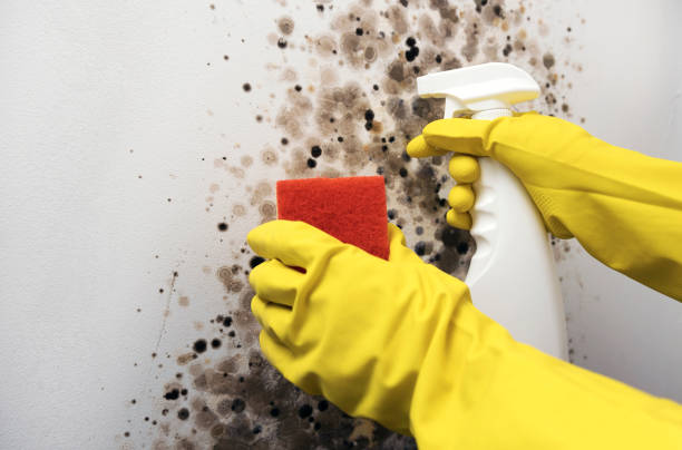 Best Attic Mold Removal  in Paul, ID