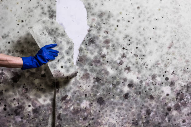 Best Toxic Mold Removal  in Paul, ID