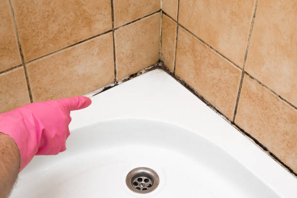 Best Certified Mold Removal  in Paul, ID