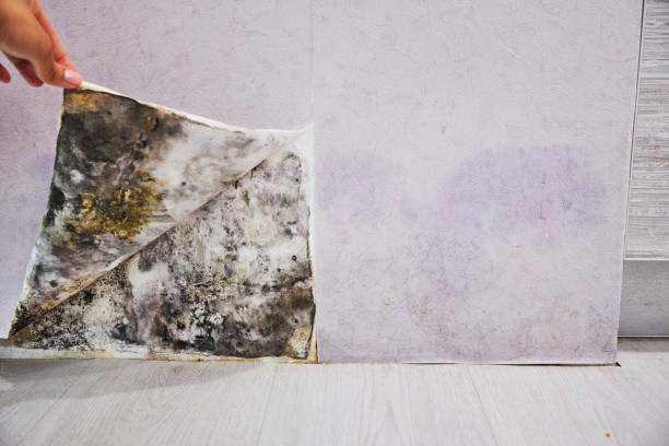 Best Local Mold Removal Service  in Paul, ID
